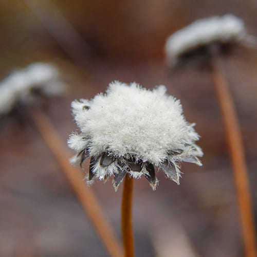 Trekkingreise Berg Roraima