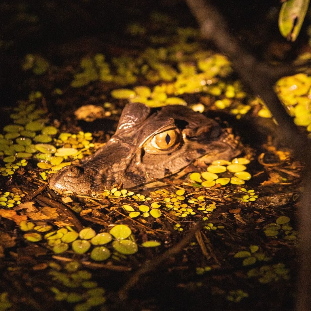 Amazonas Trek: 6 Tage Abenteuer und Survival
