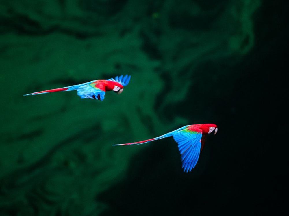 Vogelbeobachtung Amazonas