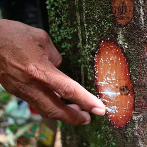 Artenvielfalt - Amazonas Dschungel
