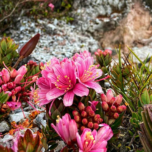 Erlebnisreise Mount Roraima