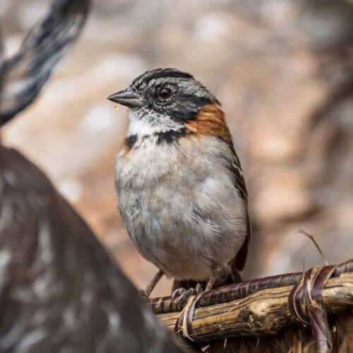 Erlebnis Mount Roraima
