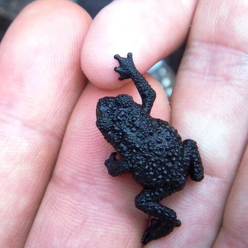 Abenteuer am Berg Roraima