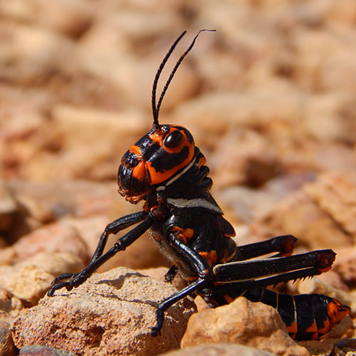 Wanderung zum Berg Roraima