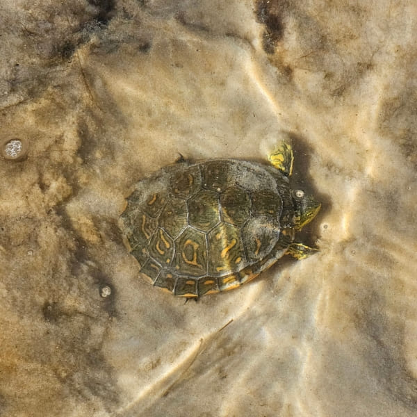 turtle in Lencois Maranhenses trekking