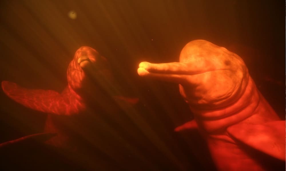 Roze rivierdolfijn - Amazon 