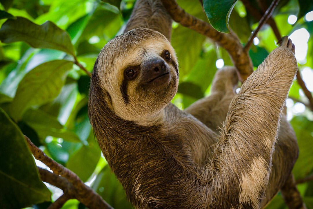 Amazonereis in Brazilië 7 dagen