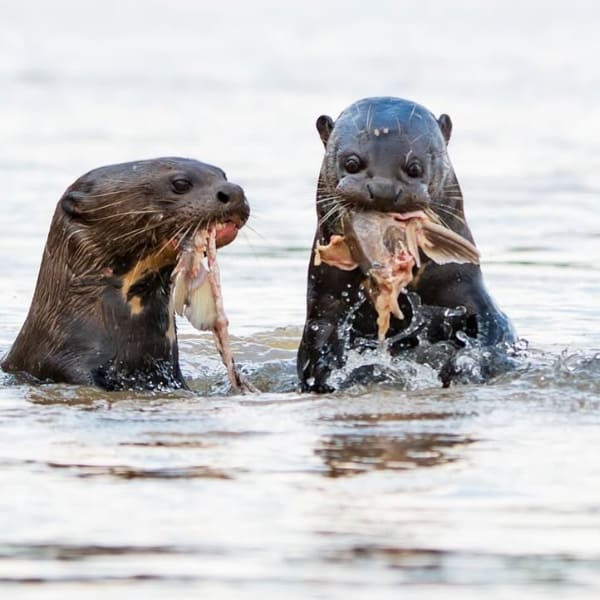 Animals at Pantanal river