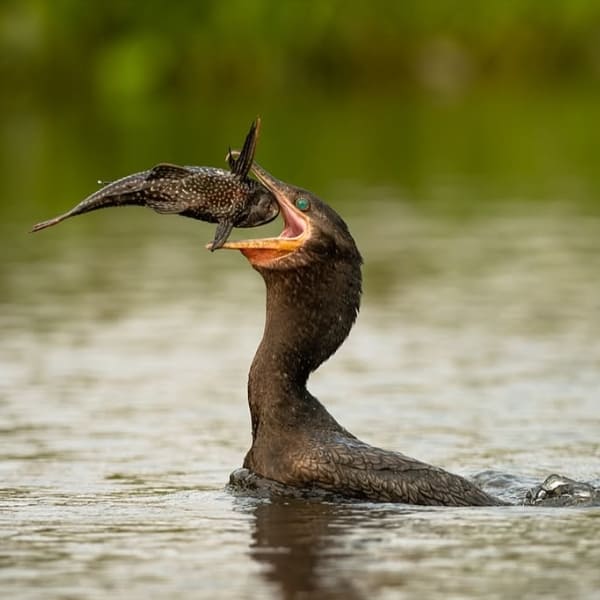 Animals at Pantanal river