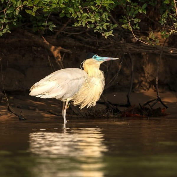 Bird Pantanal photography tour