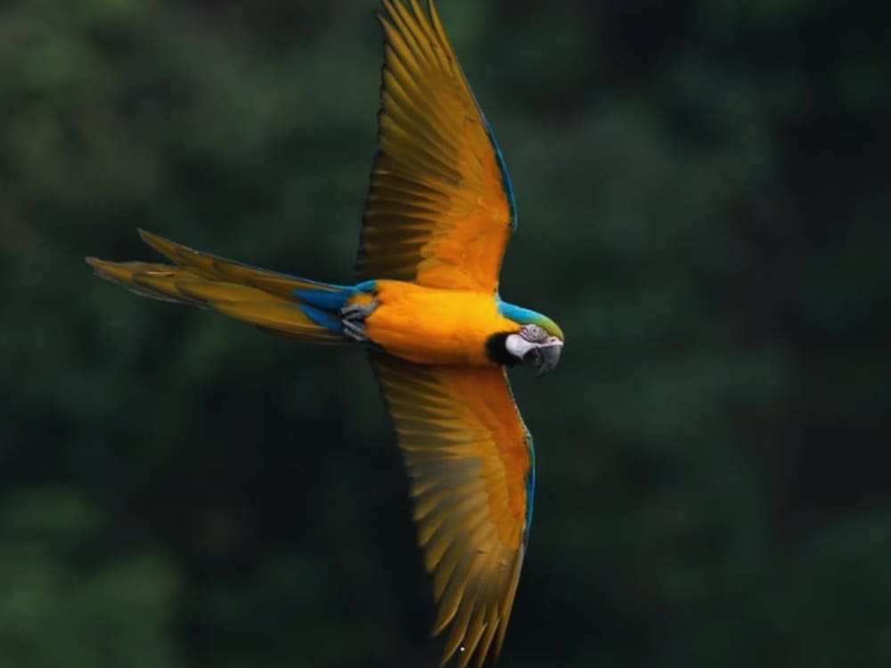 Photo d'un oiseau dans le Pantanal