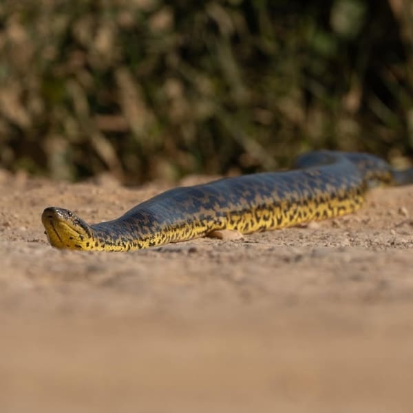 Snake Pantanal photography tour