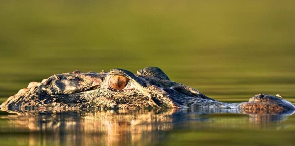 Tour de sobrevivência na Amazônia