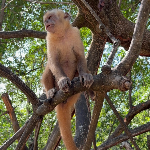 Aap in Vassouras bij Lencois Maranhenses in Brazilië