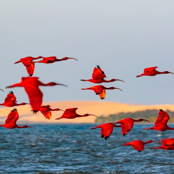 Une nuée d'ibis rouges survolant le fleuve Parnaiba sur la Route des Émotions.