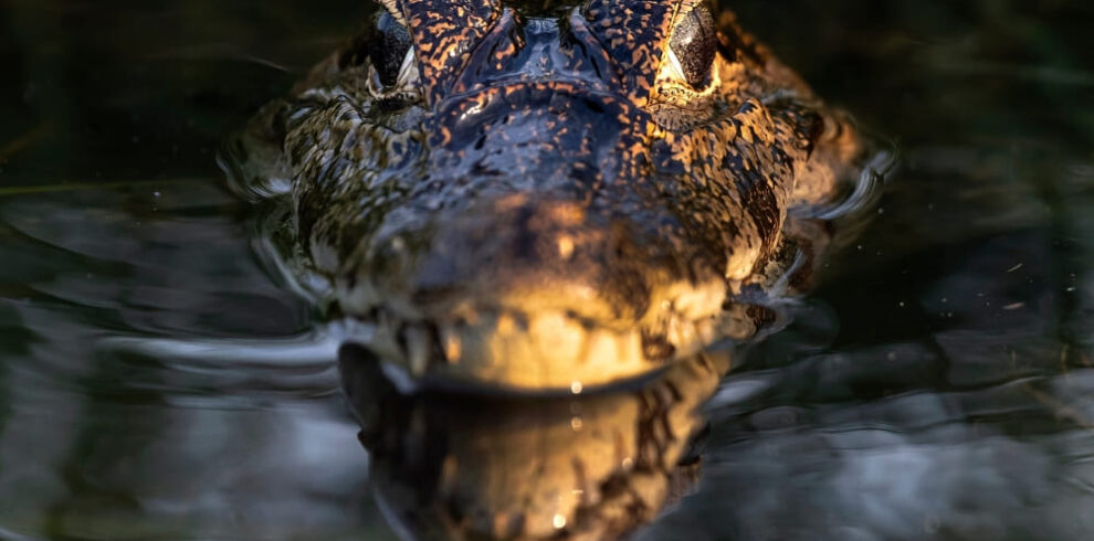 Excursion dans le Pantanal à petit budget