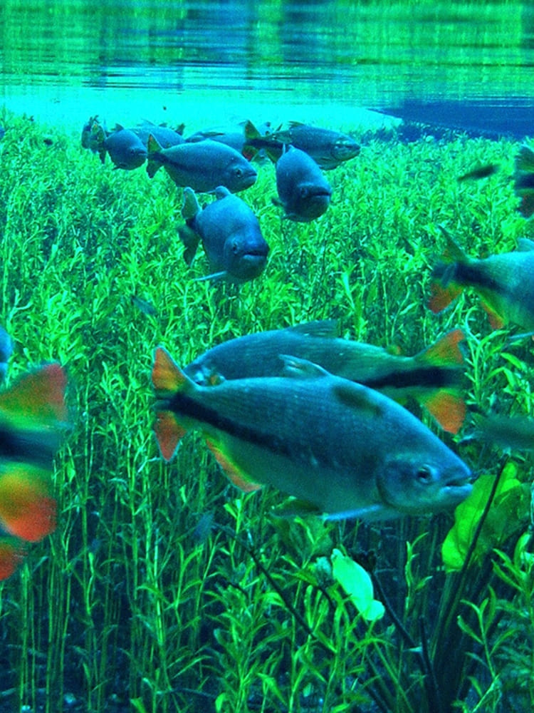 Ecotourism in Bonito Brazil