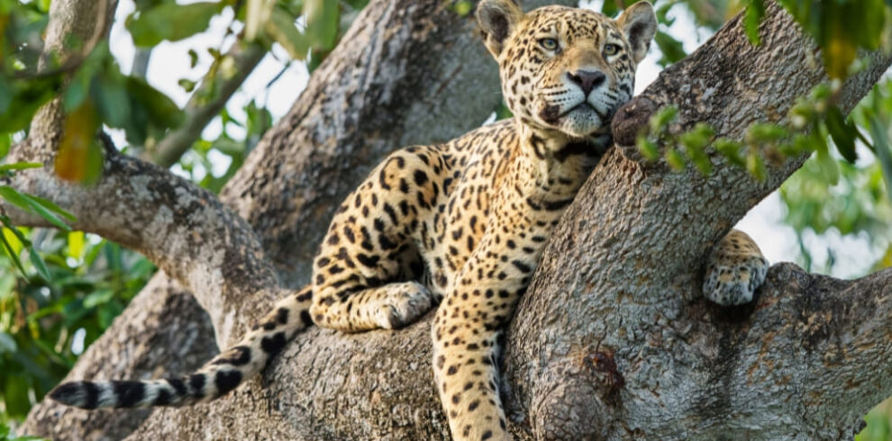 Safari économique du jaguar dans le Pantanal