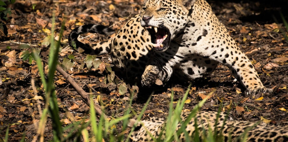 Expédition Jaguar Pantanal Brésil