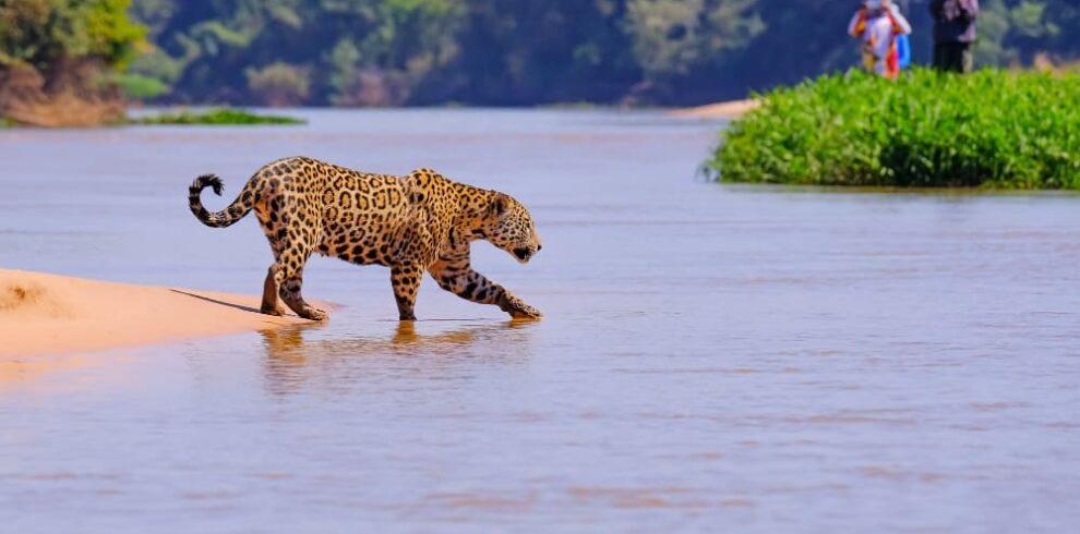 Excursion photographique des jaguars du Pantanal