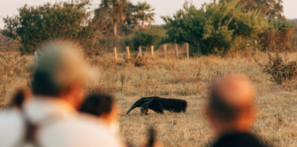 Safari jaguar Pantanal