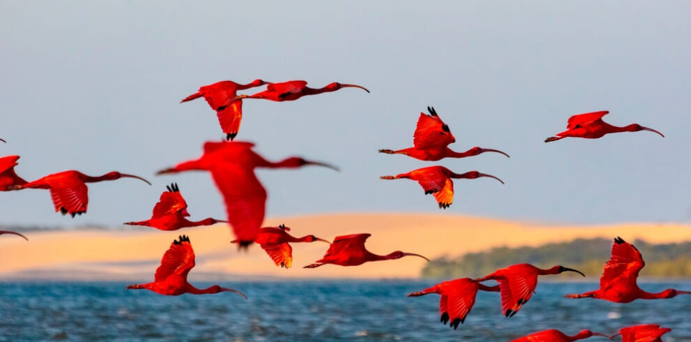 Scarlet-Ibis-at-Delta-Parnaiba-in-Brazil-Route-of-Emotions