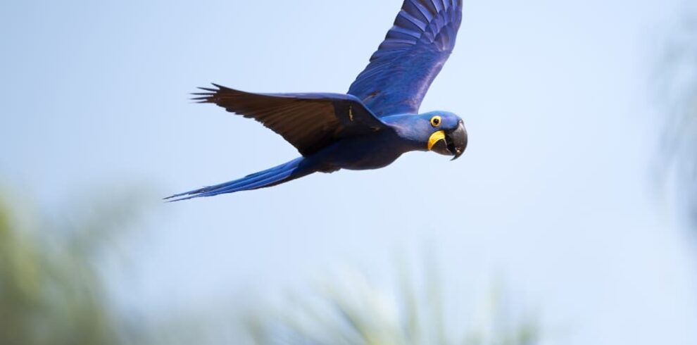 Circuit découverte faune Pantanal