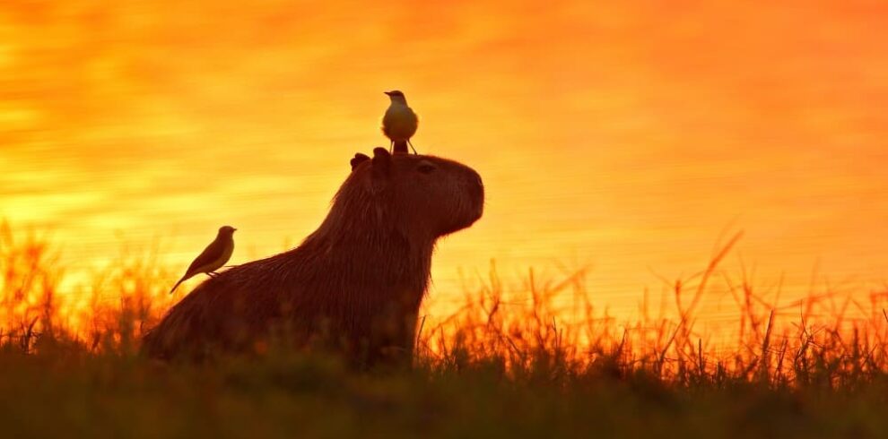 Excursion dans le Pantanal dès Cuiabá