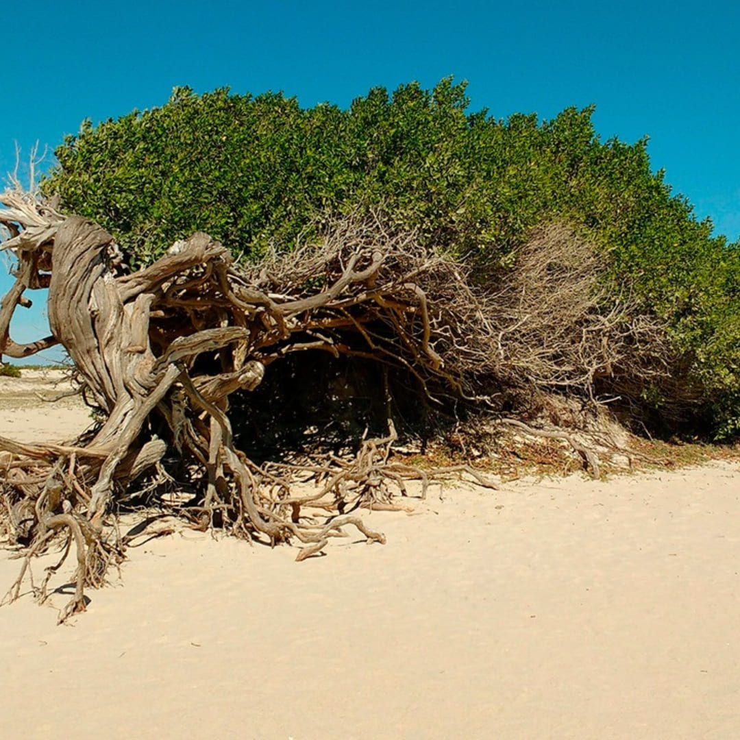 Le célèbre arbre aux paresseux à Jericoacoara, sur la Route des Émotions