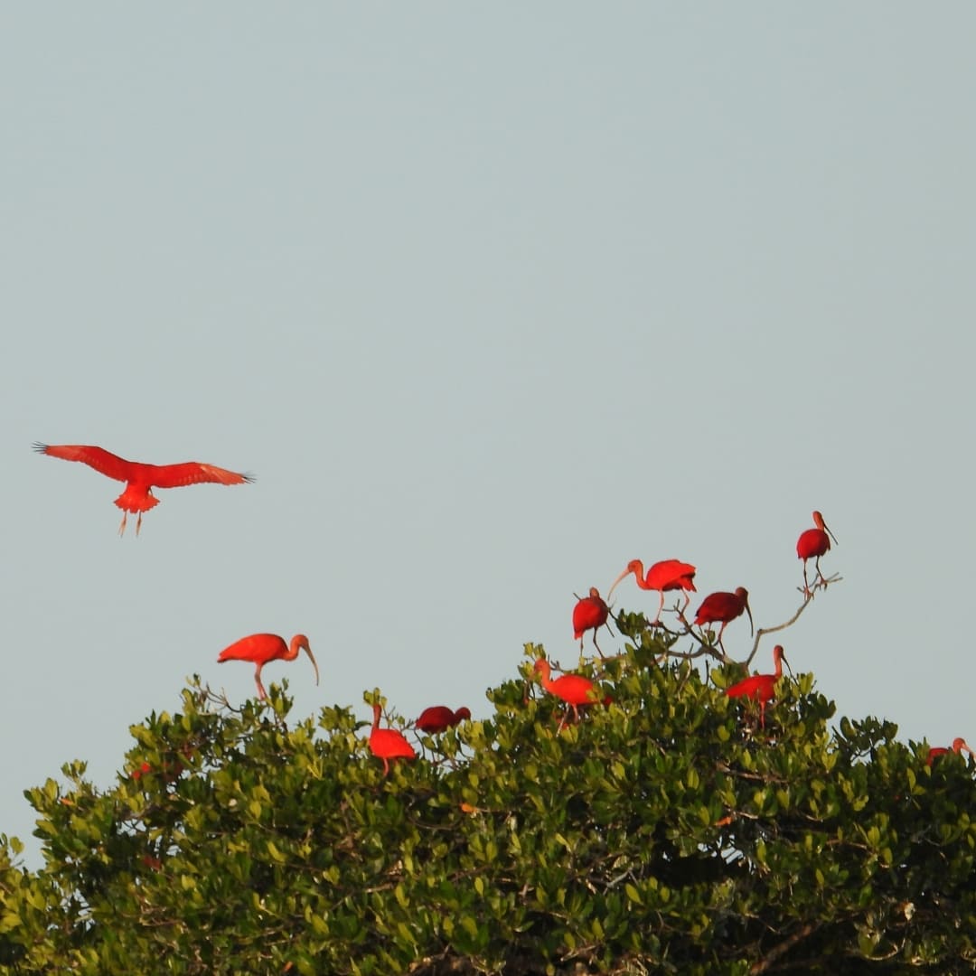 Une nuée d'ibis rouges volant le long de la Route des Émotions