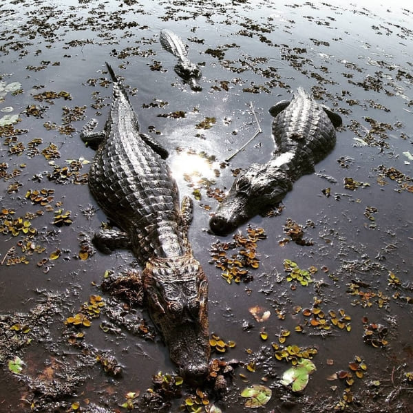 Jacaré no Pantanal