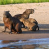 Capybaras in Pantanal
