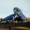 blue macaw in Pantanal