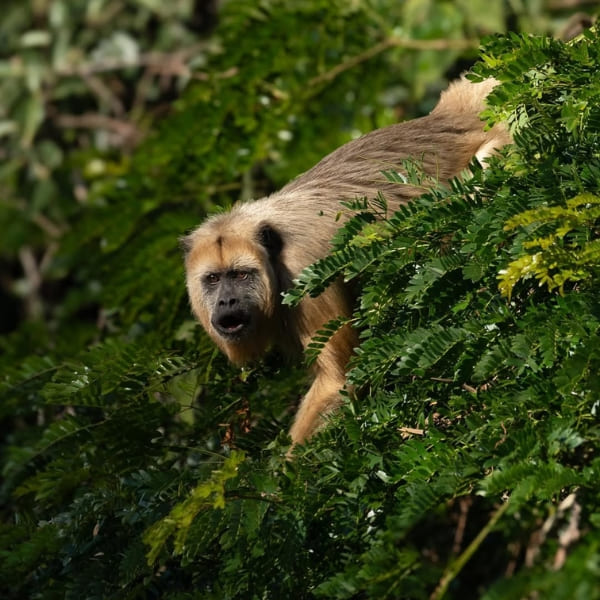 Pantanal animals Photography Tour