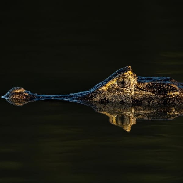 Pantanal Jaguar Photography Tour