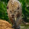 Jaguar in Pantanal Brazil