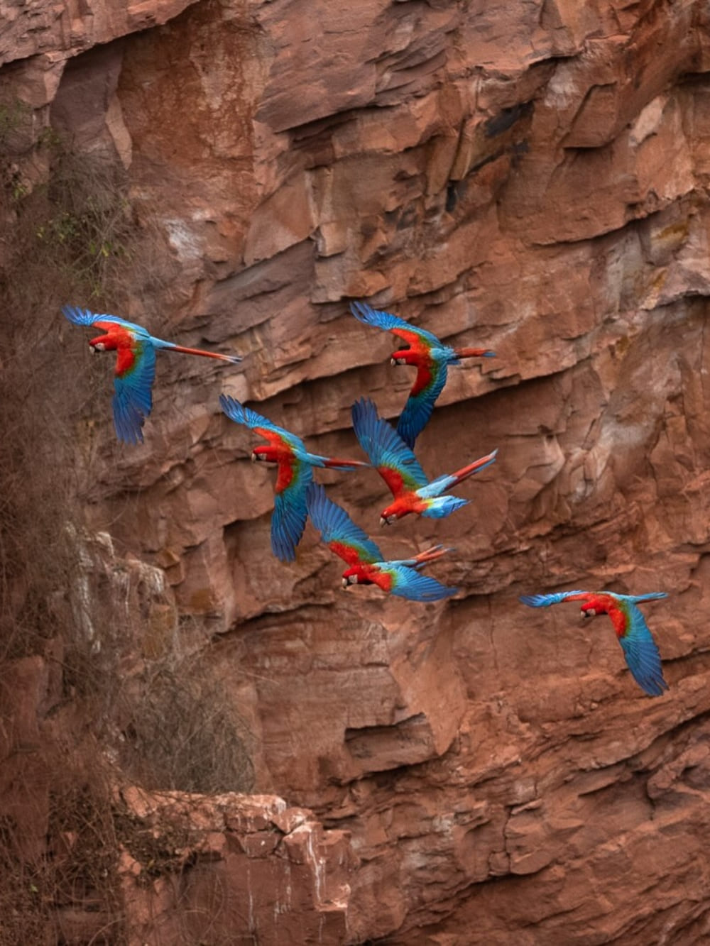 Les oiseaux du Pantanal brésilien