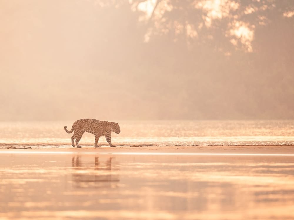 Pantanal Jaguar Photography Tour