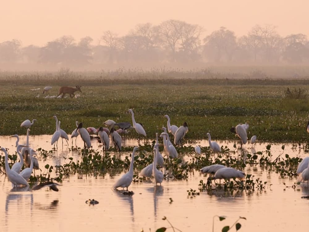 Circuit photo dans le Pantanal à la recherche du jaguar