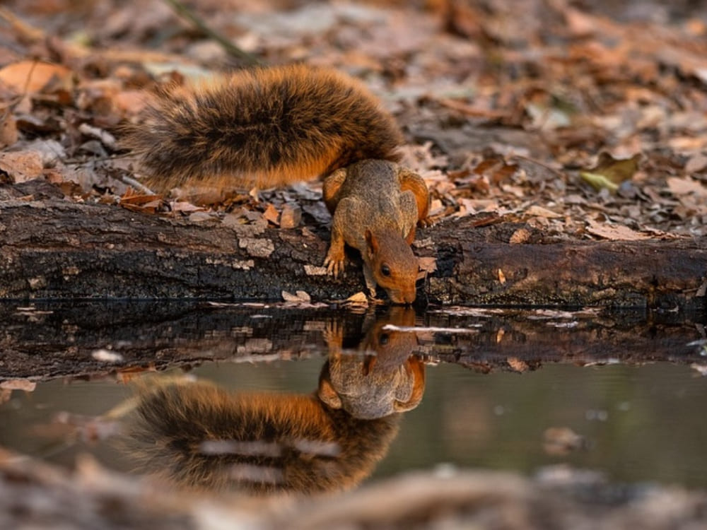 Wildlife Pantanal photography tour