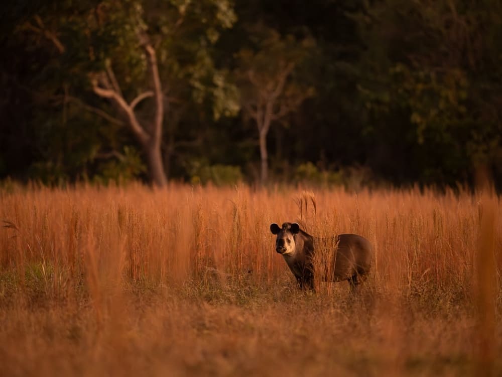 Safari photo du jaguar au Pantanal