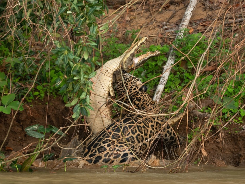 Jaguar et alligator dans le Pantanal
