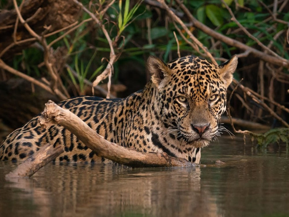 Pantanal Jaguar Photography Tour