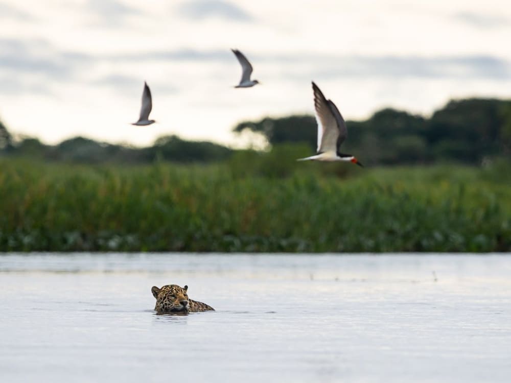 Jaguar près d'une rivière dans le Pantanal brésilien