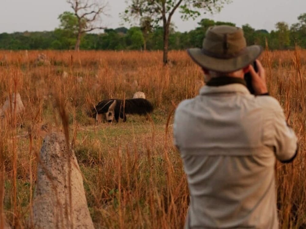 Circuit photo dans le Pantanal brésilien