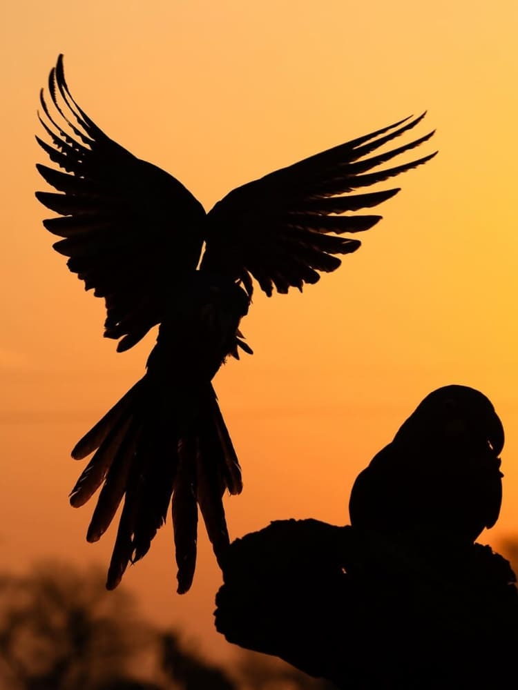 Birds Pantanal Brazil
