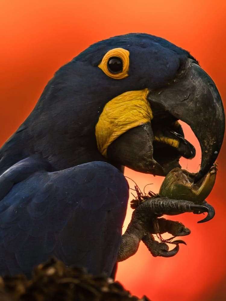 Birds Pantanal Brazil