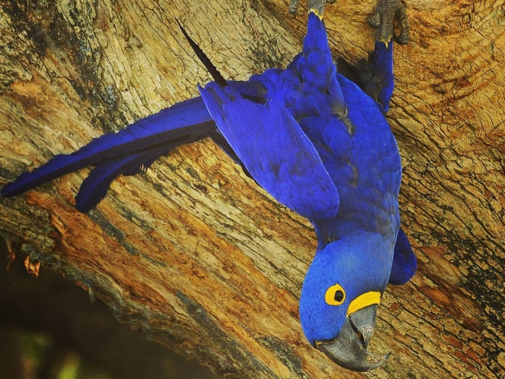 Ara bleu du Pantanal