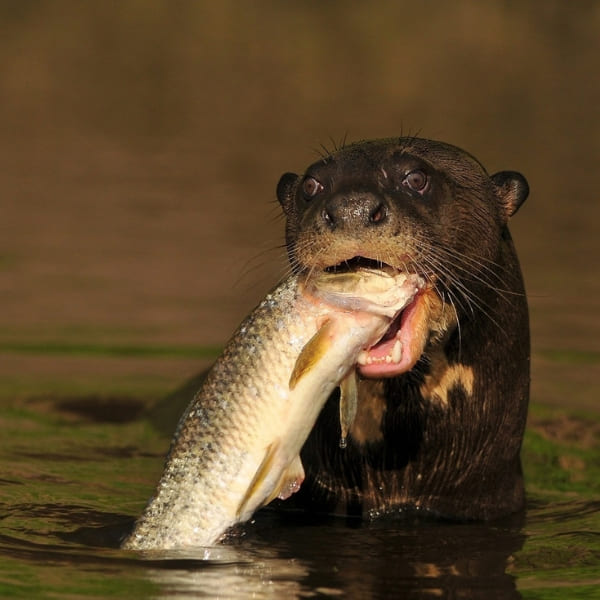 Loutres géantes du Pantanal