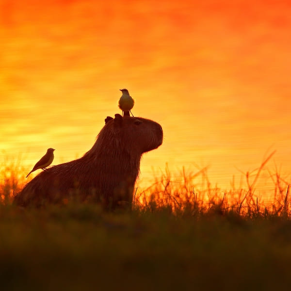 Capybara du Pantanal